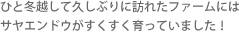 ひと冬越して久しぶりに訪れたファームにはサヤエンドウがすくすく育っていました！