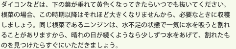 ダイコンなどは、下の葉が垂れて黄色くなってきたらいつでも抜いてください。根菜の場合、この時期以降はそれほど大きくなりませんから、必要なときに収穫しましょう。同じ根菜であるニンジンは、水不足の状態で一気に水を吸うと割れることがありますから、晴れの日が続くようなら少しずつ水をあげて、割れたものを見つけたらすぐにいただきましょう。