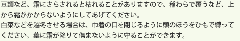 豆類など、霜にさらされると枯れることがありますので、稲わらで覆うなど、上から霜がかからないようにしてあげてください。白菜などを越冬させる場合は、巾着の口を閉じるように頭のほうをひもで縛ってください。葉に霜が降りて傷まないように守ることができます。