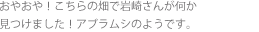 おやおや！こちらの畑で岩崎さんが何か見つけました！アブラムシのようです。