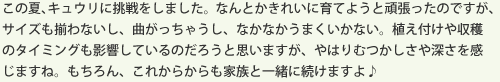 この夏、キュウリに挑戦をしました。なんとかきれいに育てようと頑張ったのですが、サイズも揃わないし、曲がっちゃうし、なかなかうまくいかない。植え付けや収穫のタイミングも影響しているのだろうと思いますが、やはりむつかしさや深さを感じますね。もちろん、これからからも家族と一緒に続けますよ♪