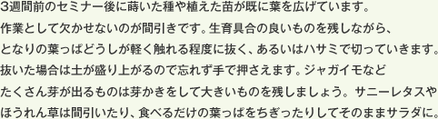 3週間前のセミナー後に蒔いた種や植えた苗が既に葉を広げています。作業として欠かせないのが間引きです。生育具合の良いものを残しながら、となりの葉っぱどうしが軽く触れる程度に抜く、あるいはハサミで切っていきます。抜いた場合は土が盛り上がるので忘れず手で押さえます。ジャガイモなどたくさん芽が出るものは芽かきをして大きいものを残しましょう。サニーレタスやほうれん草は間引いたり、食べるだけの葉っぱをちぎったりしてそのままサラダに。