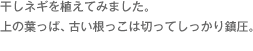 干しネギを植えてみました。