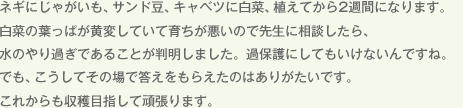 ネギにじゃがいも、サンド豆、キャベツに白菜、植えてから2週間になります。白菜の葉っぱが黄変していて育ちが悪いので先生に相談したら、水のやり過ぎであることが判明しました。過保護にしてもいけないんですね。でも、こうしてその場で答えをもらえたのはありがたいです。これからも収穫目指して頑張ります。